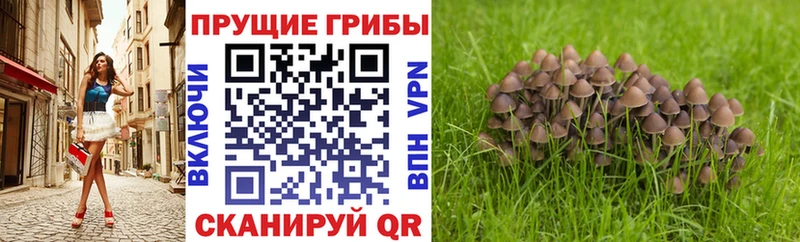 как найти закладки  Скопин  Галлюциногенные грибы Psilocybe 